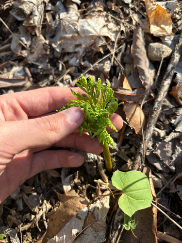 Botrychium virginianum, photograph 1