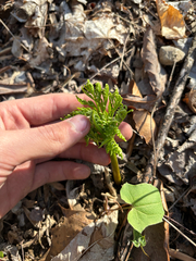 Botrychium virginianum, photograph Niyan Shehan, CC0, iNaturalist via GBIF