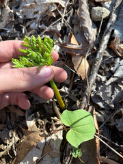 Botrychium virginianum, photograph Niyan Shehan, CC0, iNaturalist via GBIF