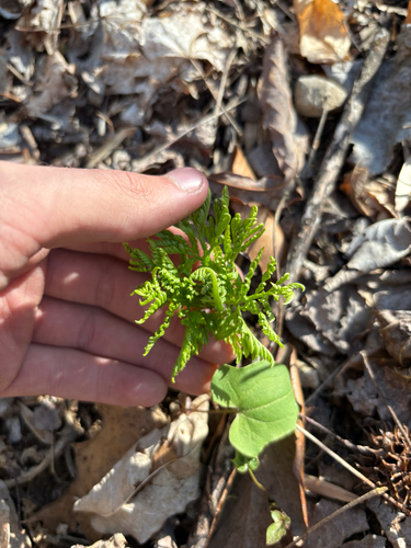 Botrychium virginianum, photograph 4
