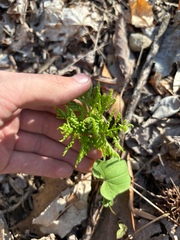 Botrychium virginianum, photograph Niyan Shehan, CC0, iNaturalist via GBIF