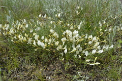 Astragalus ucrainicus