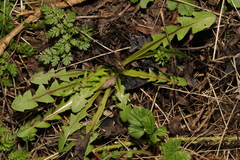 Taraxacum officinale