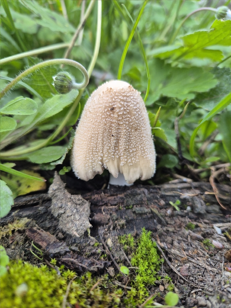 Domestici · March 2026 · photo: © tinyclayman (iNaturalist, cc-by-sa)