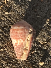 Conus chaldaeus
