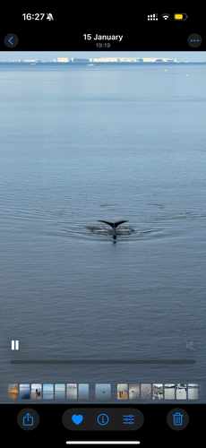 Humpback whale