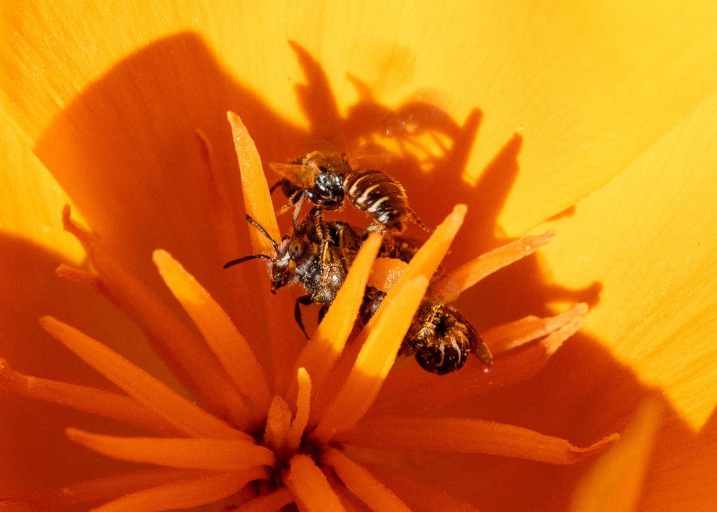 Perdita interrupta interrupta