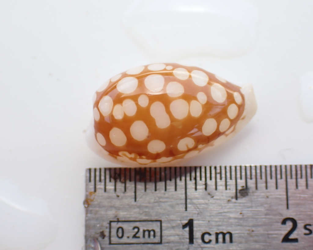 Sieve cowrie