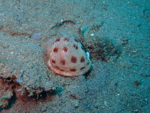 Semicassis persimilis observed 2026-03-07