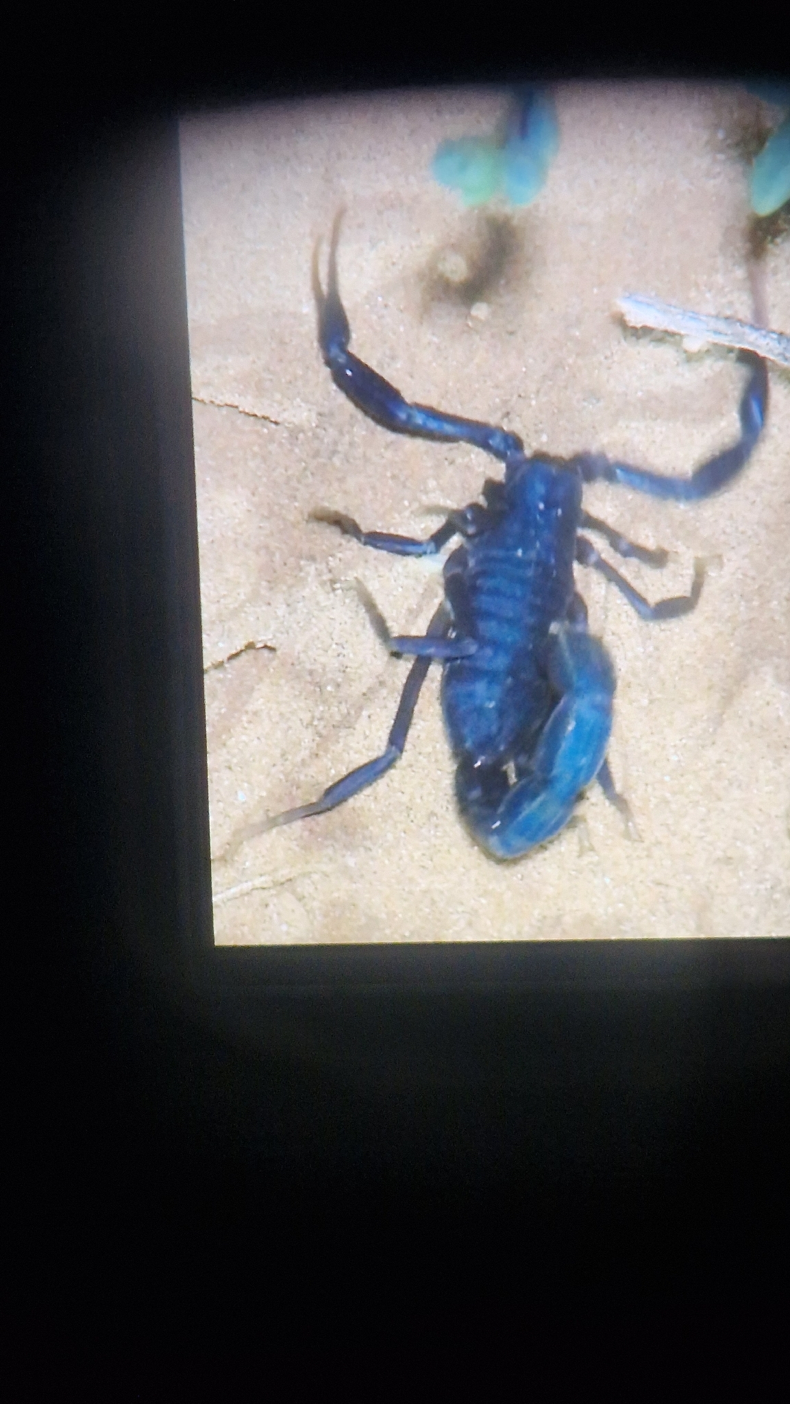 Androctonus gonneti