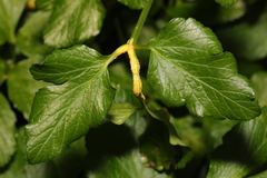 Puccinia smyrnii