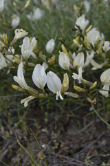 Astragalus ucrainicus