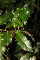 Ilex aquifolium