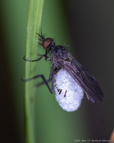 Unknown species found near Richmond, CA, USA