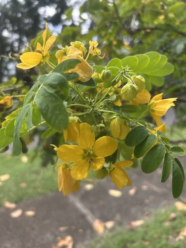 Senna surattensis observed 2026-03-18
