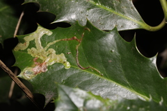 Phytomyza ilicis