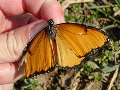 Danaus chrysippus dorippus