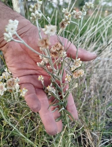 Pseudognaphalium gaudichaudianum, photograph 4