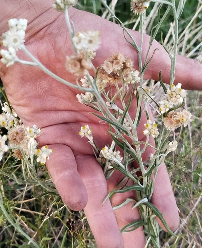 Pseudognaphalium gaudichaudianum, photograph 5