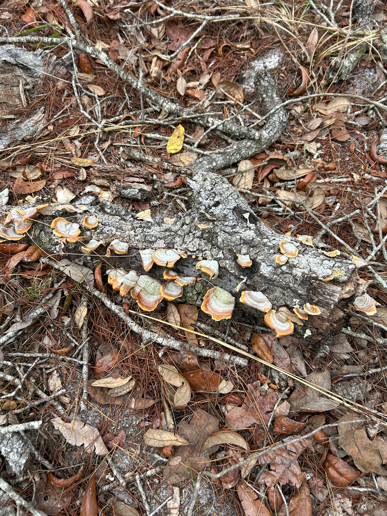 Stereum lobatum · March 2026 · photo: © jody18 (iNaturalist, cc-by)