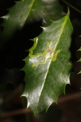 Phytomyza ilicis
