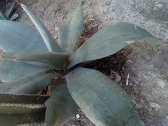 Agave weberi