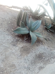 Agave weberi