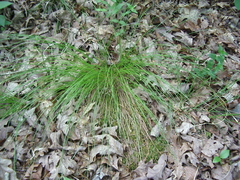 Trichophorum planifolium