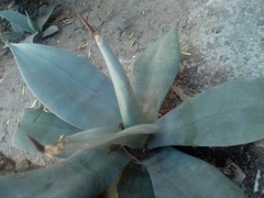 Agave weberi