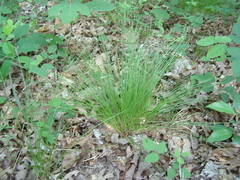 Trichophorum planifolium