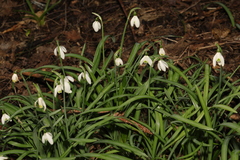 Galanthus nivalis