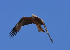 Milvus migrans migrans