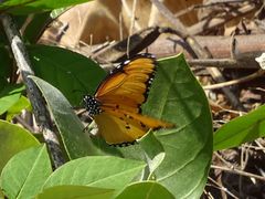 Danaus chrysippus dorippus