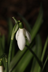 Galanthus nivalis
