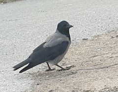 Corvus cornix cornix