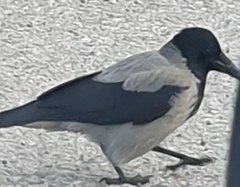 Corvus cornix cornix