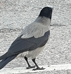 Corvus cornix cornix