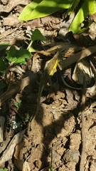 Chamaeleonidae