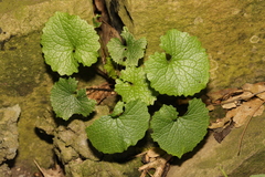 Alliaria petiolata
