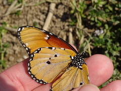 Danaus chrysippus dorippus