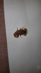 Centruroides baldazoi