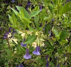 Eriolarynx australis