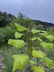 Catalpa ovata
