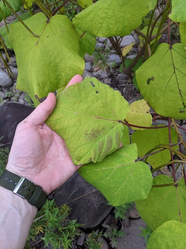 Catalpa ovata, photograph 2