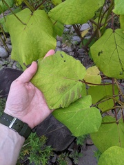 Catalpa ovata, photograph (c) Timur Kalininsky, some rights reserved (CC BY)