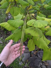 Catalpa ovata, photograph (c) Timur Kalininsky, some rights reserved (CC BY)