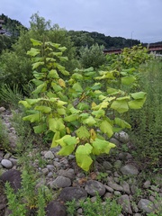 Catalpa ovata, photograph (c) Timur Kalininsky, some rights reserved (CC BY)
