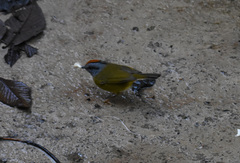 Myiothlypis coronata