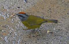 Myiothlypis coronata