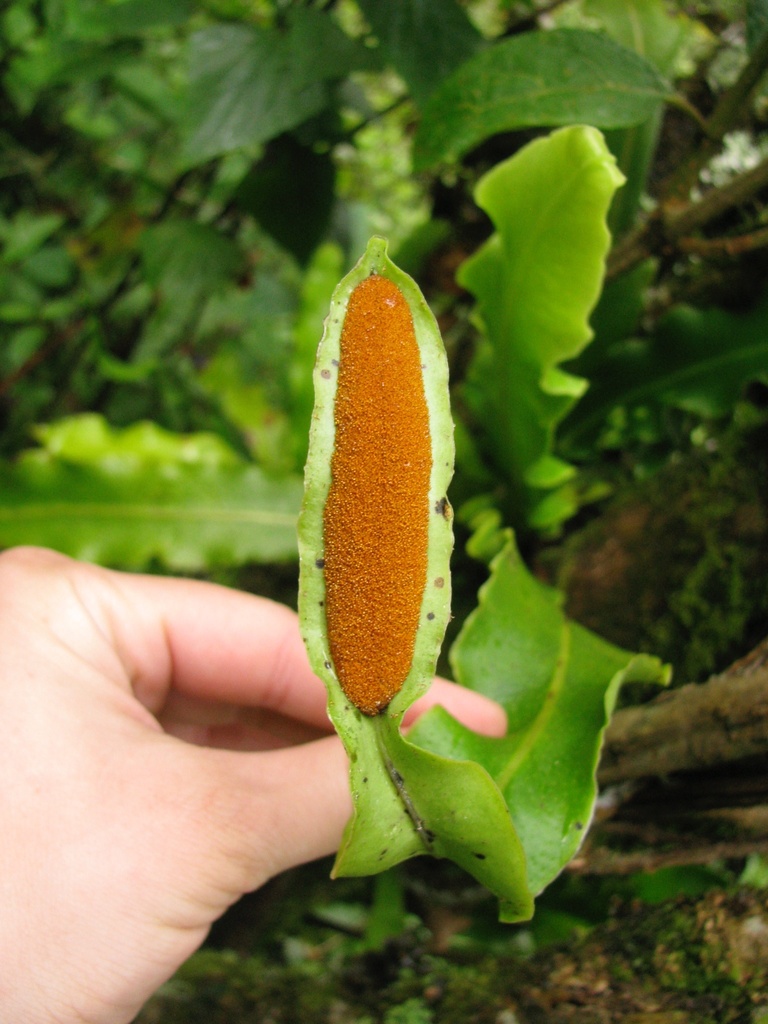 Lepisorus platyrhynchos